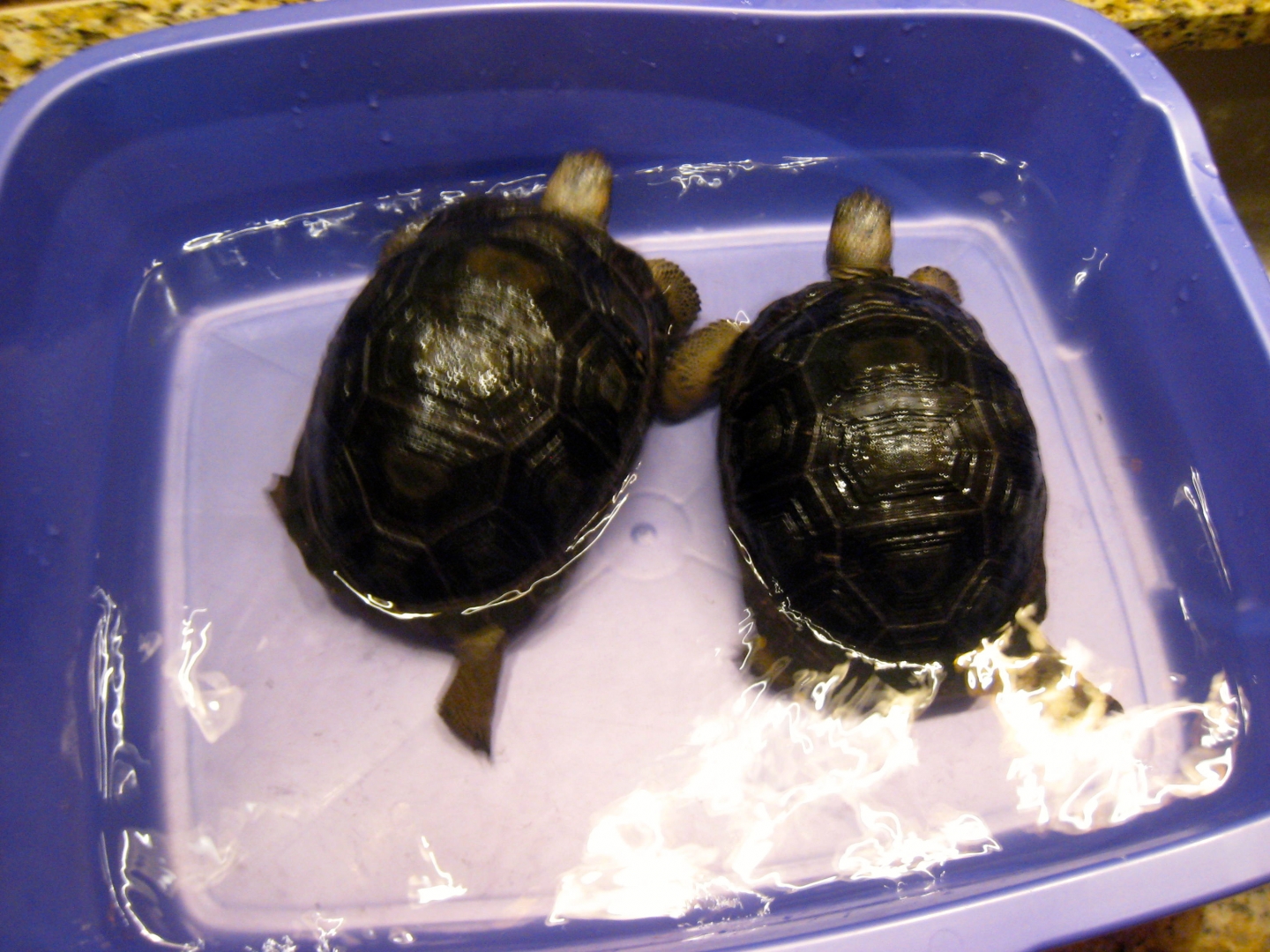 ALDABRA BREEDER