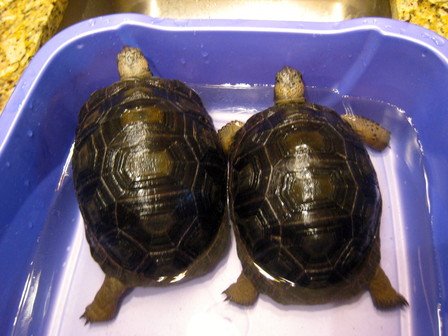 ALDABRA BREEDER