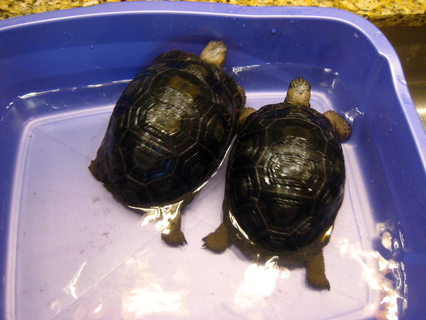 ALDABRA BREEDER