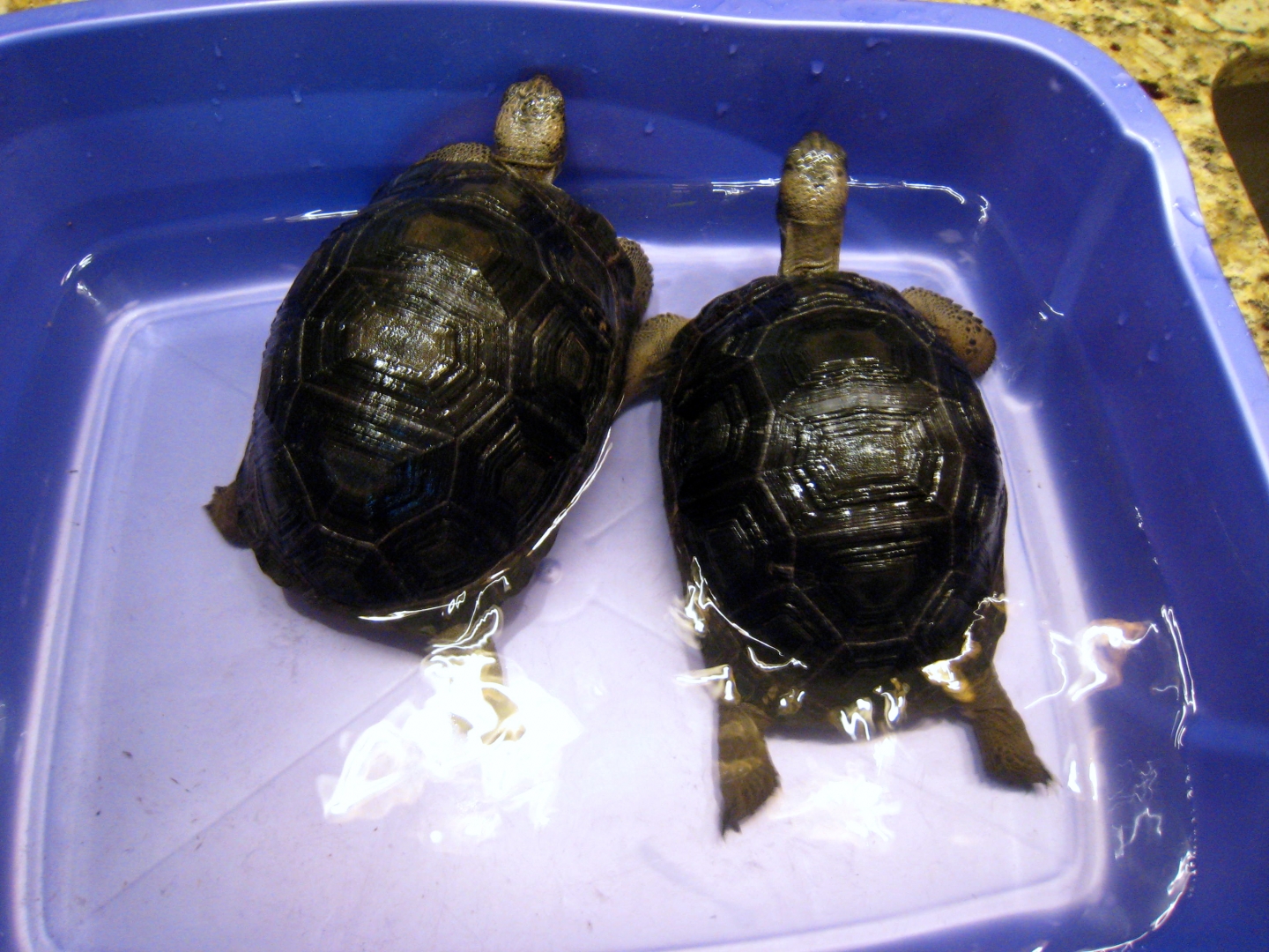 ALDABRA BREEDER