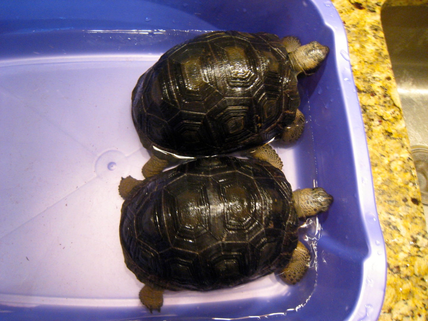 ALDABRA BREEDER