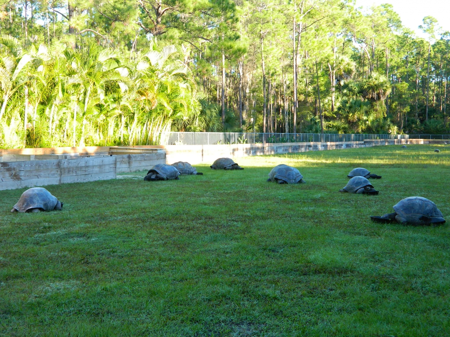ALDABRA BREEDER