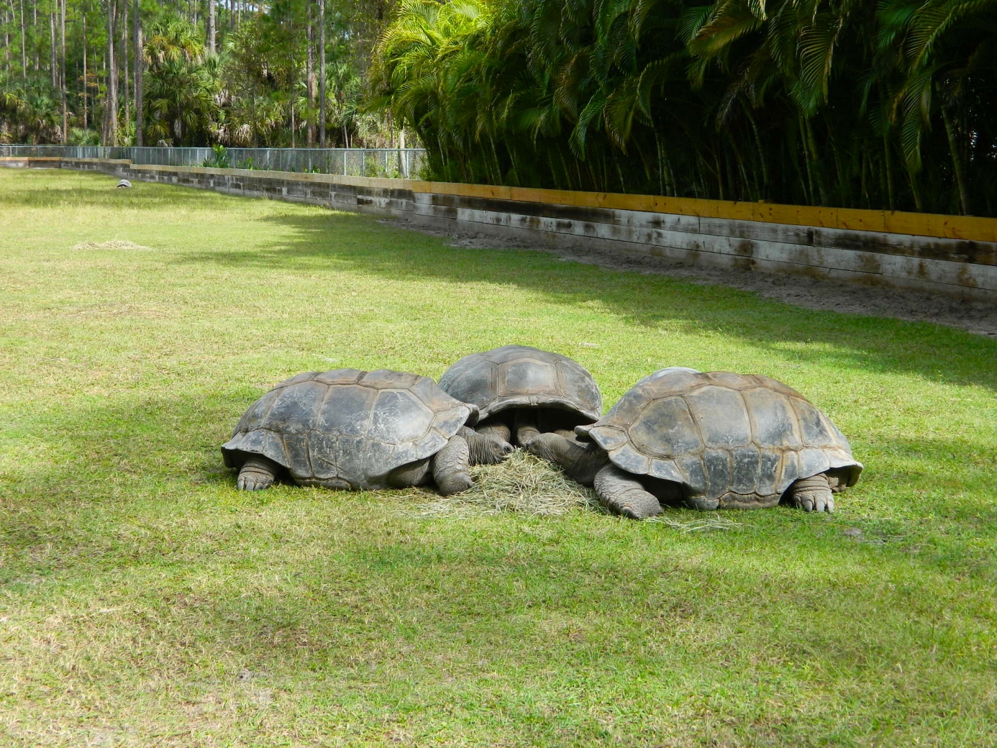 ALDABRA BREEDER