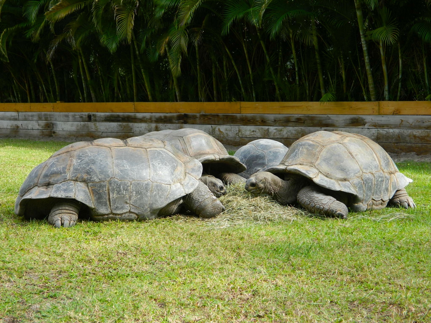 ALDABRA BREEDER