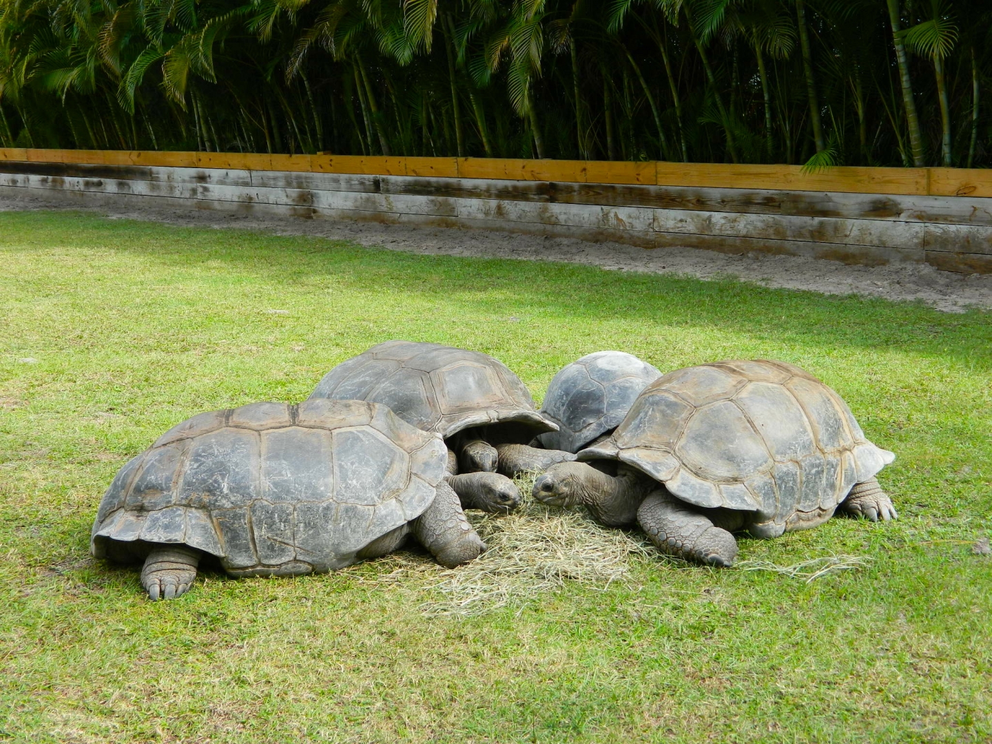 ALDABRA BREEDER