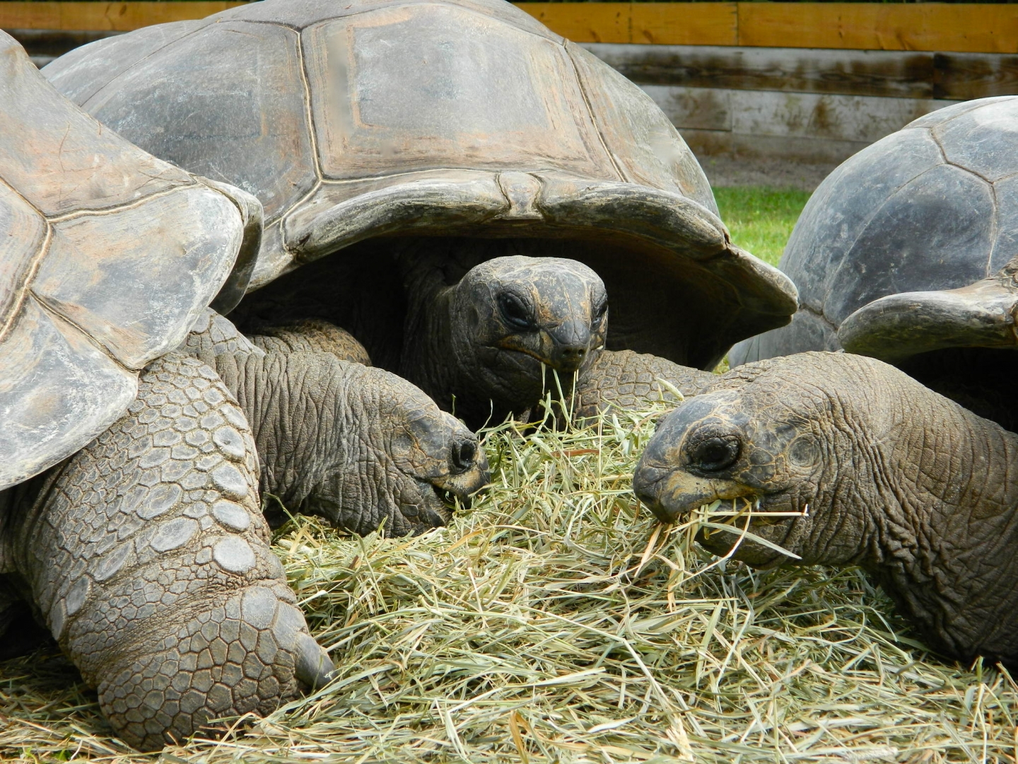 ALDABRA BREEDER