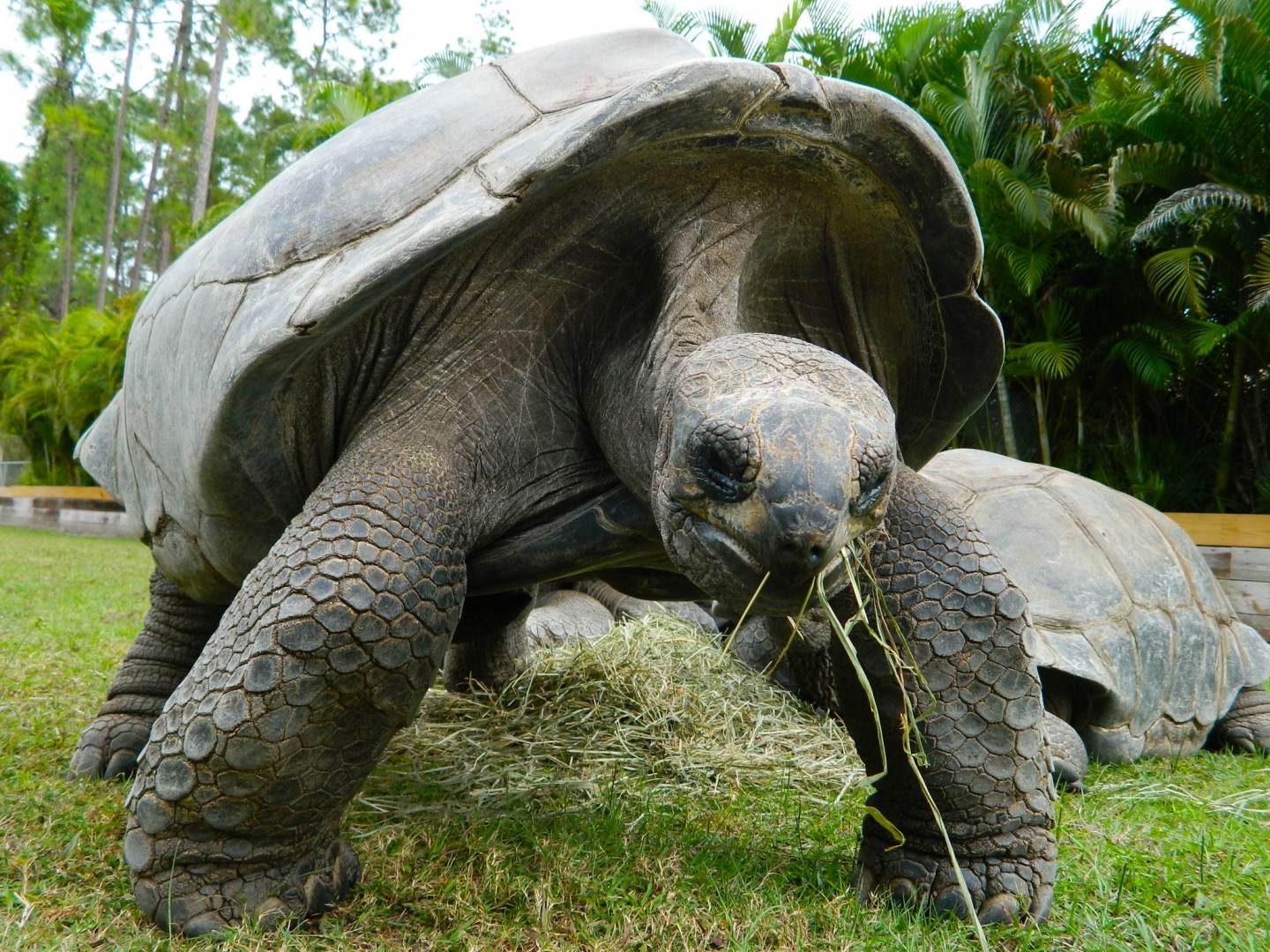 ALDABRA BREEDER