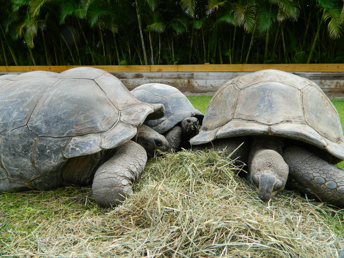 ALDABRA BREEDER