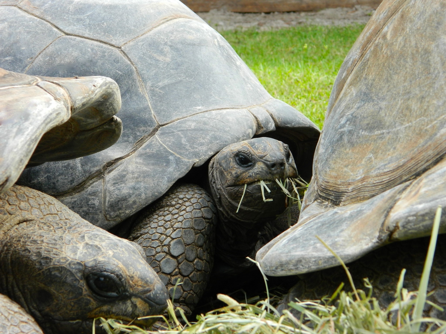 ALDABRA BREEDER