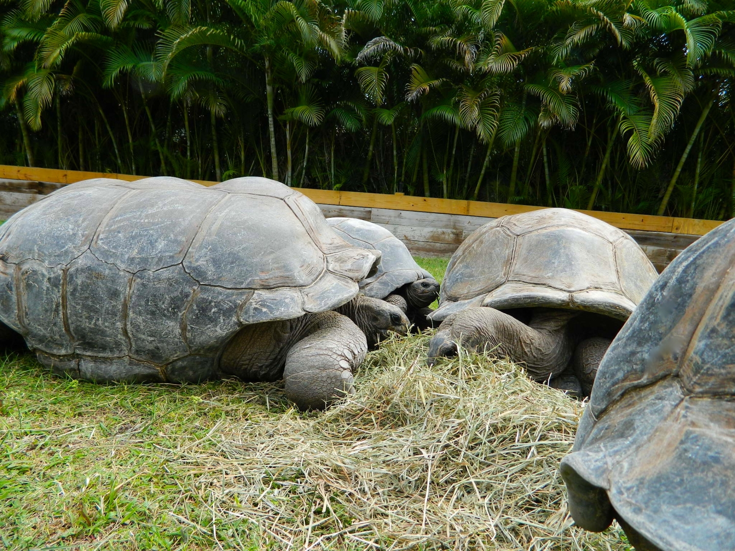 ALDABRA BREEDER