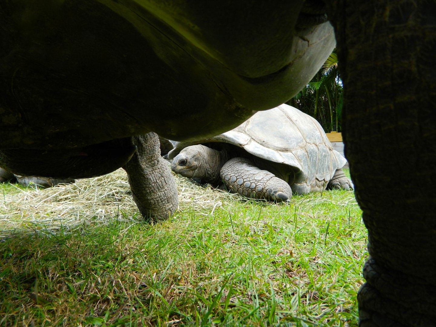 ALDABRA BREEDER