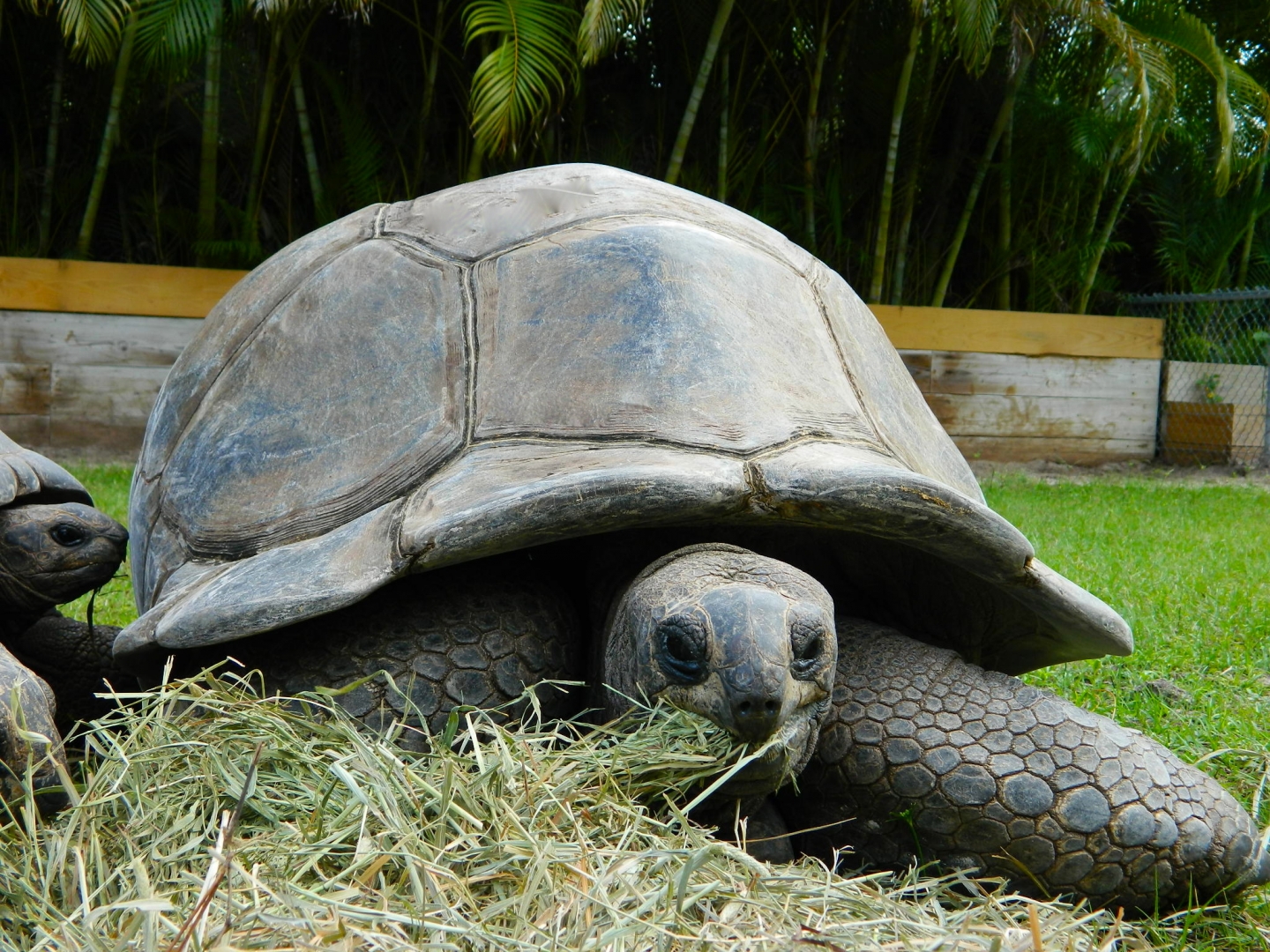 ALDABRA BREEDER