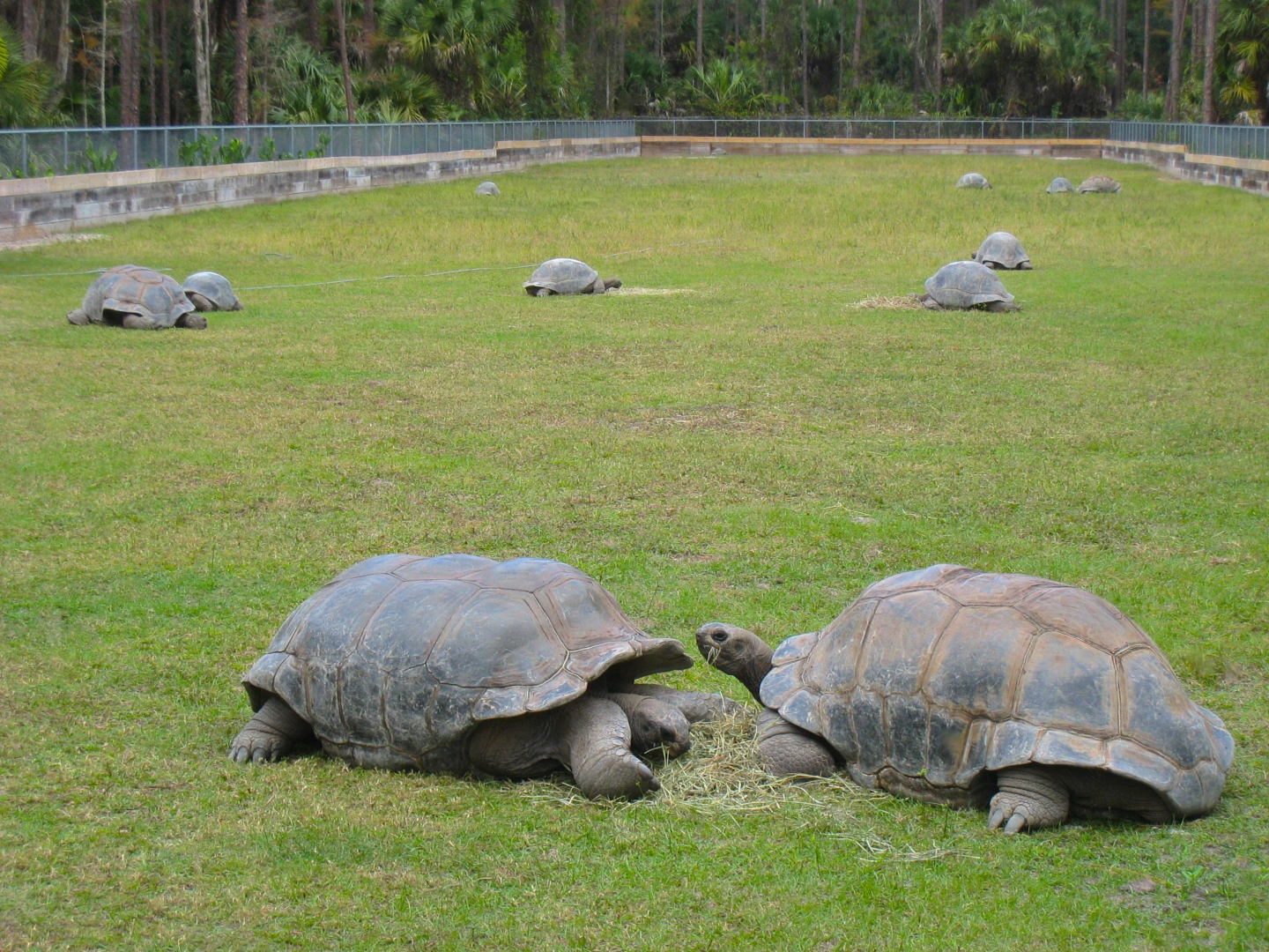 ALDABRA BREEDER