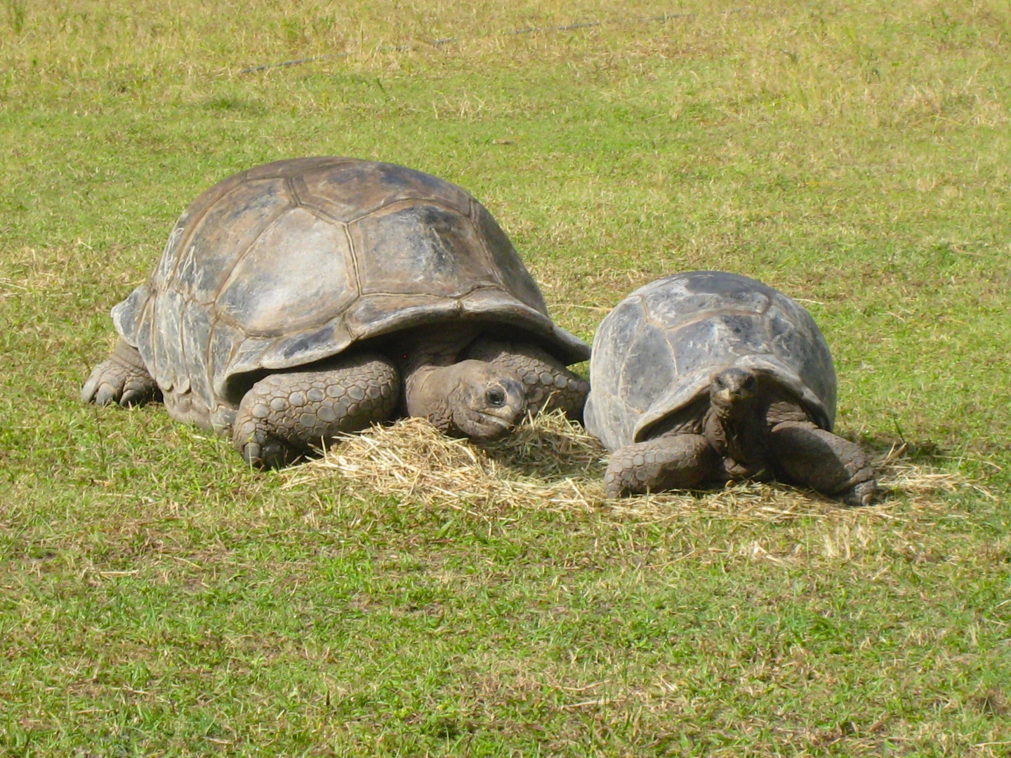 ALDABRA BREEDER