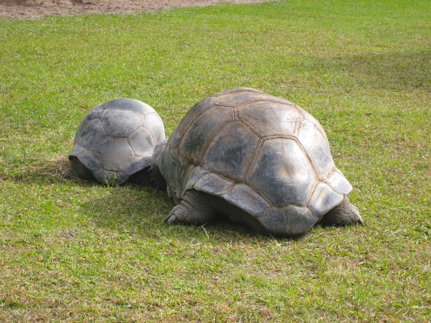 ALDABRA BREEDER