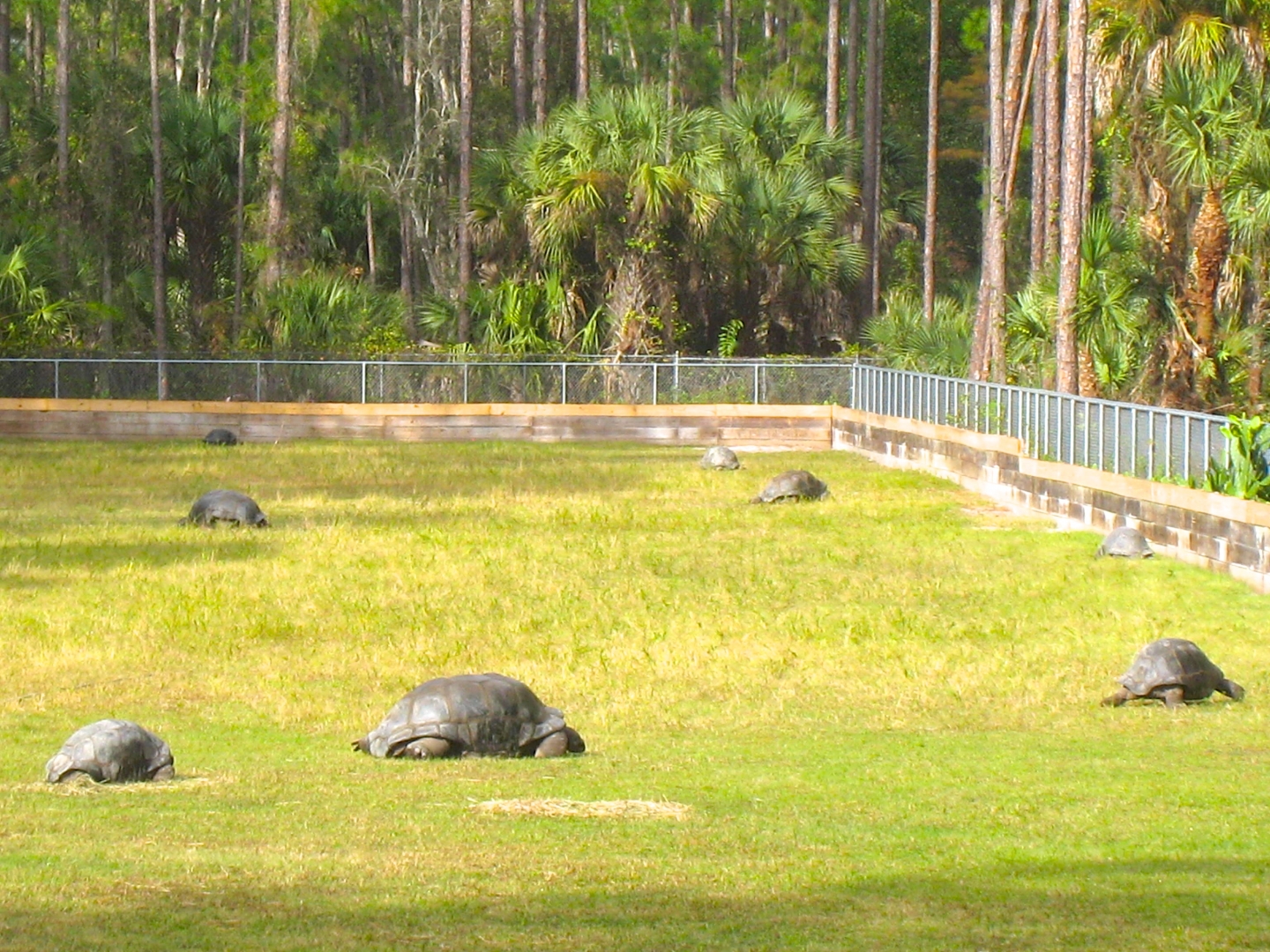 ALDABRA BREEDER