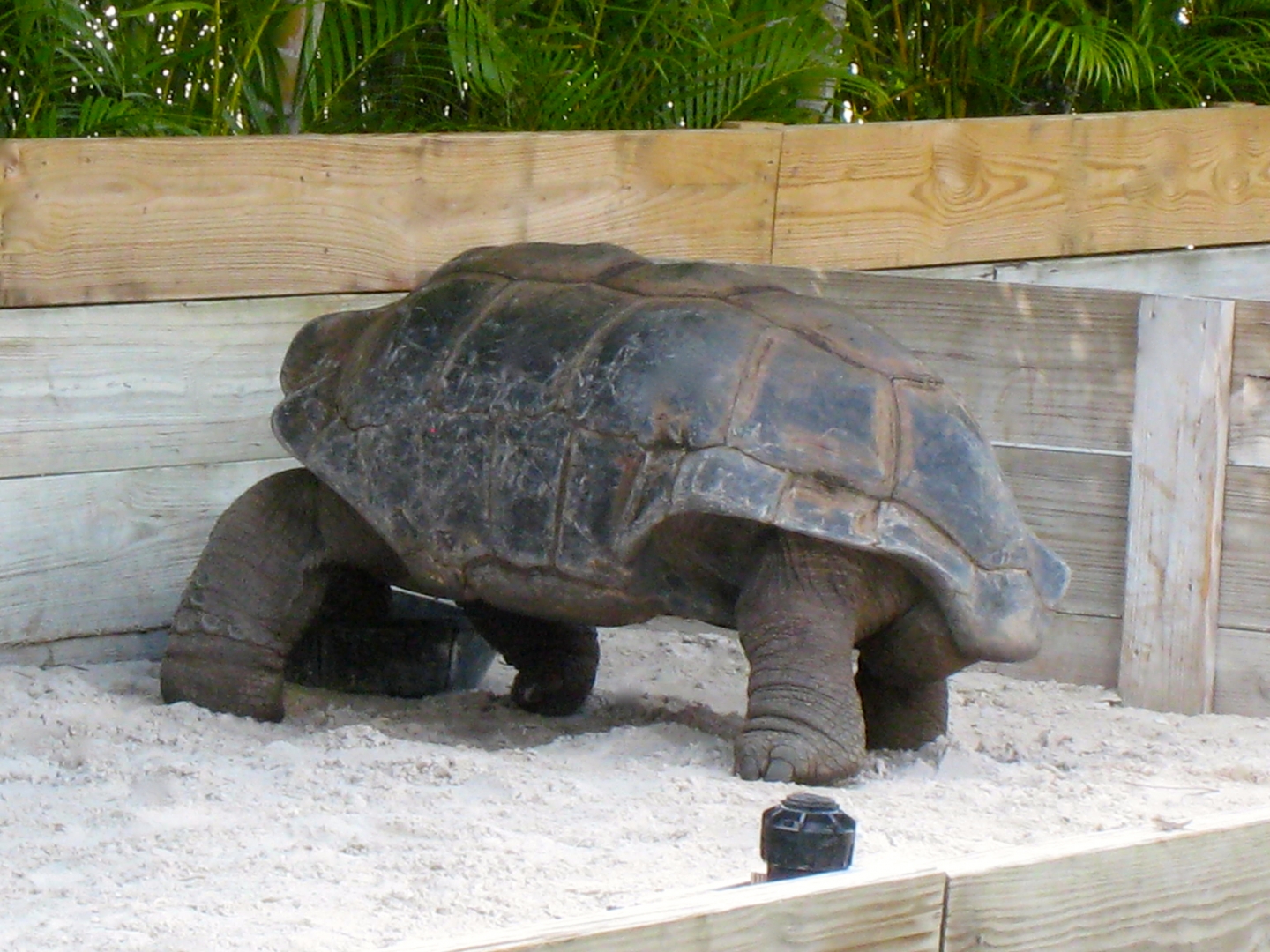ALDABRA BREEDER