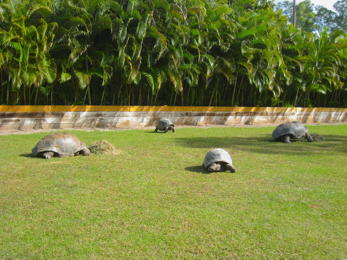 ALDABRA BREEDER