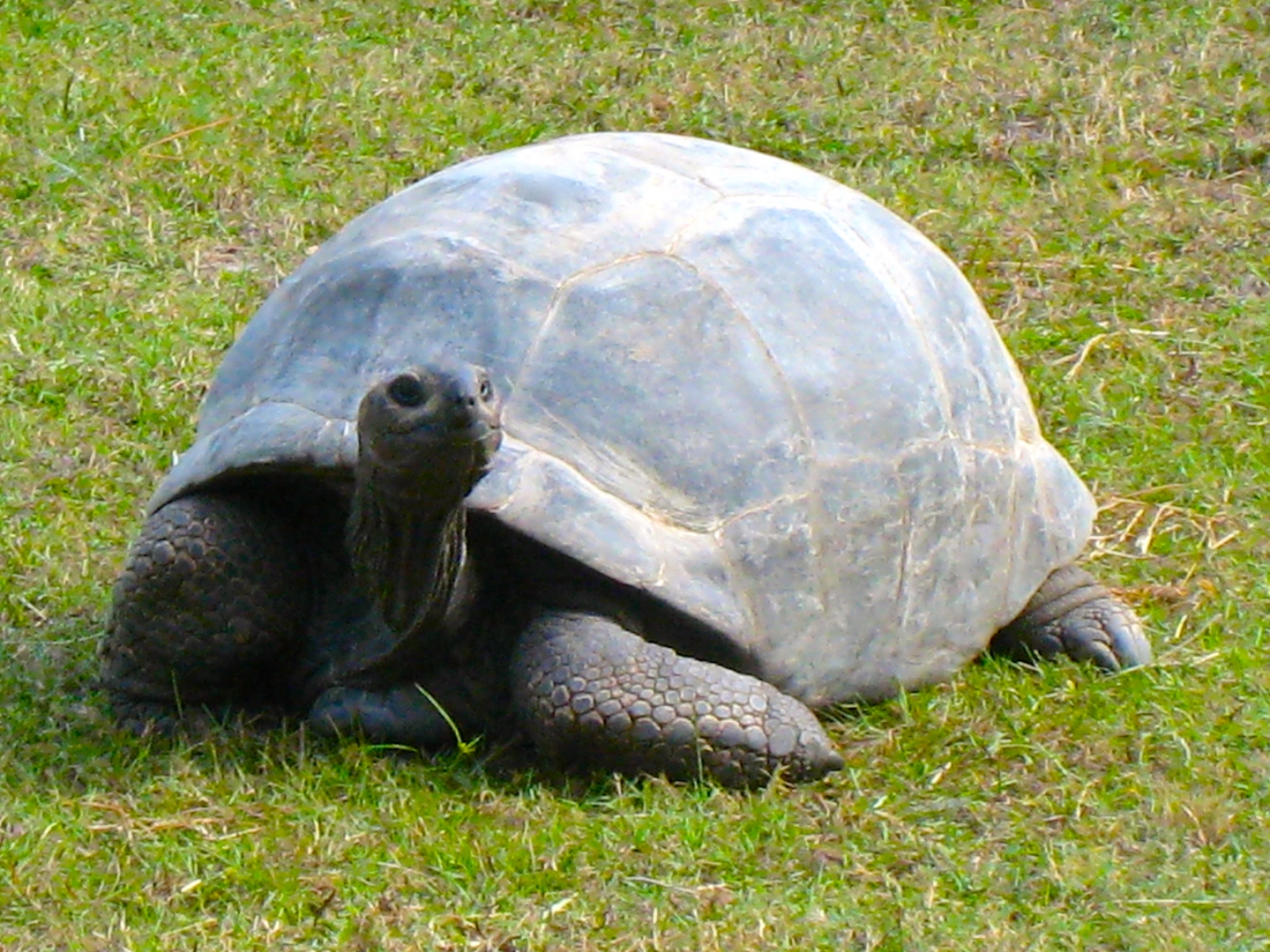 ALDABRA BREEDER