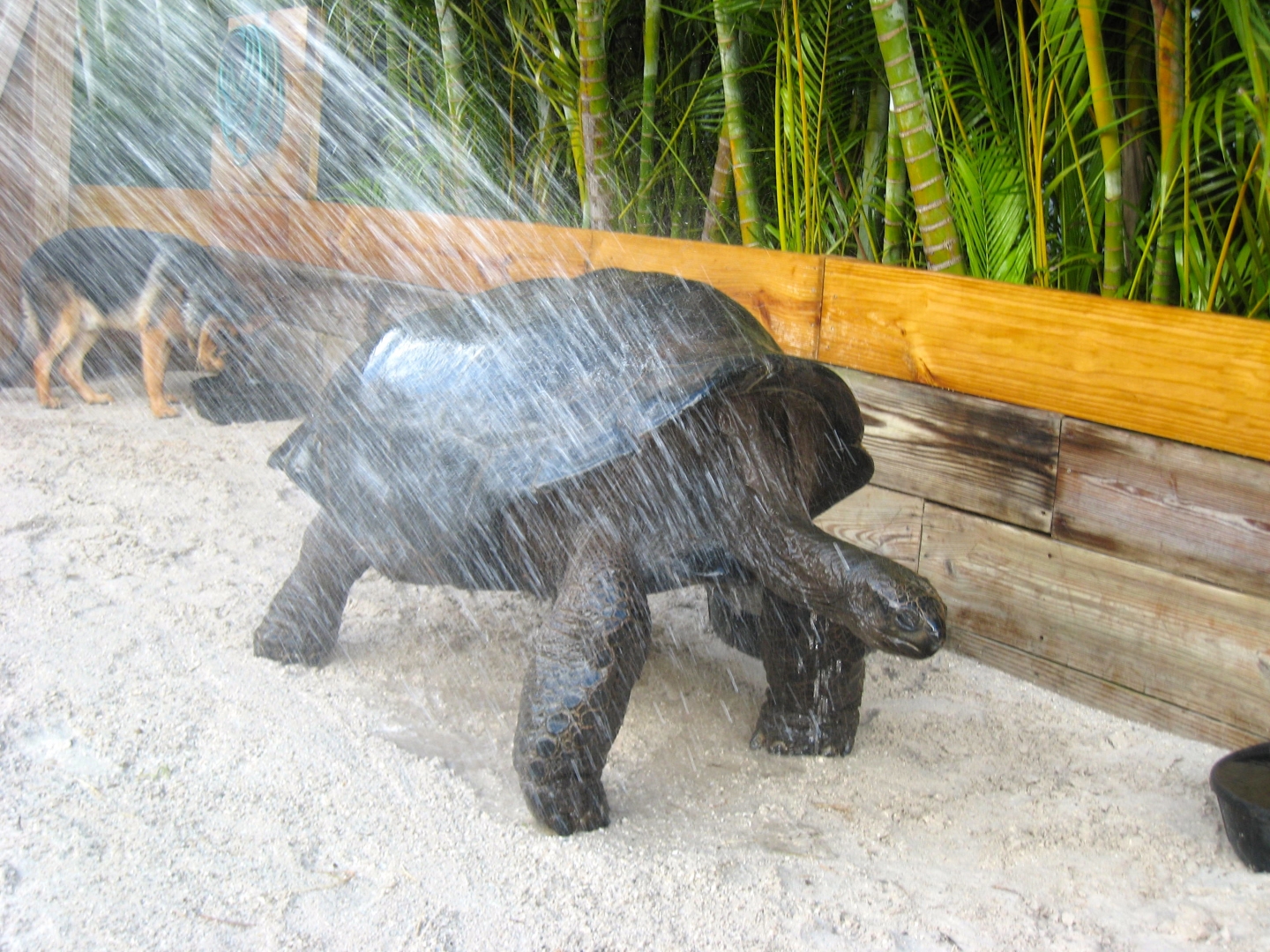 ALDABRA BREEDER