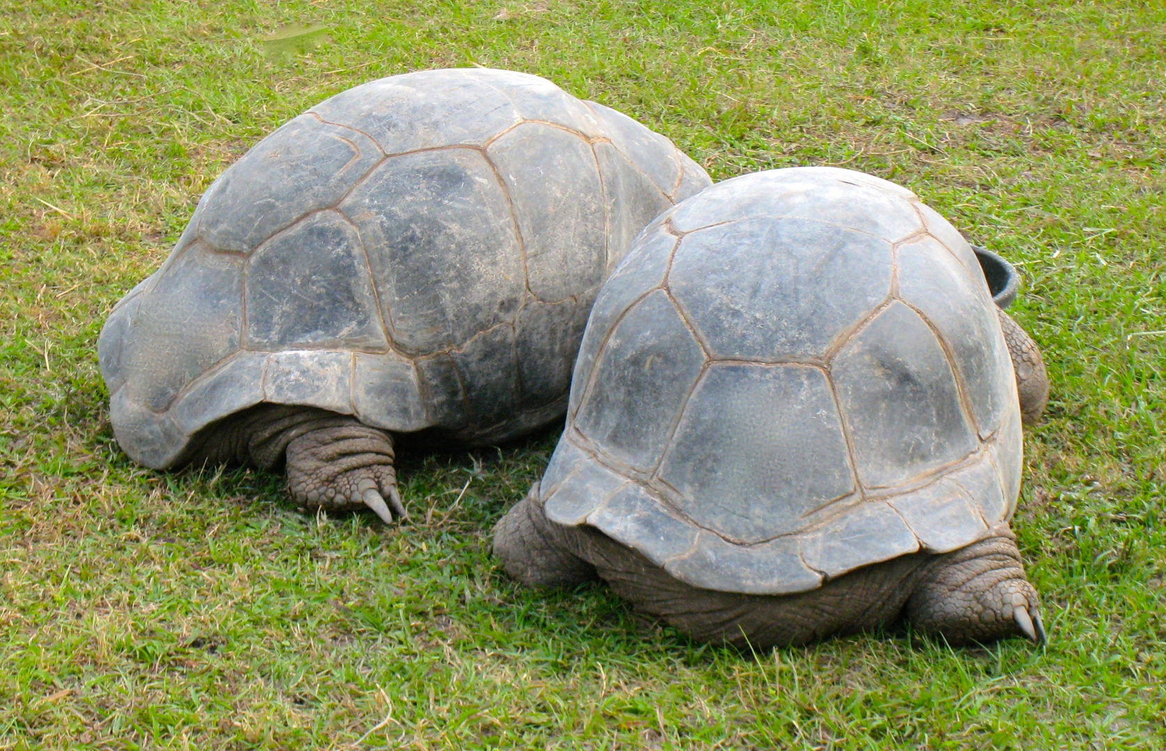 ALDABRA BREEDER