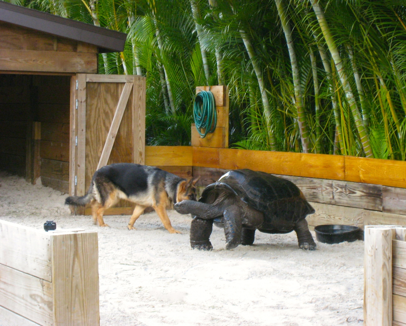 ALDABRA BREEDER