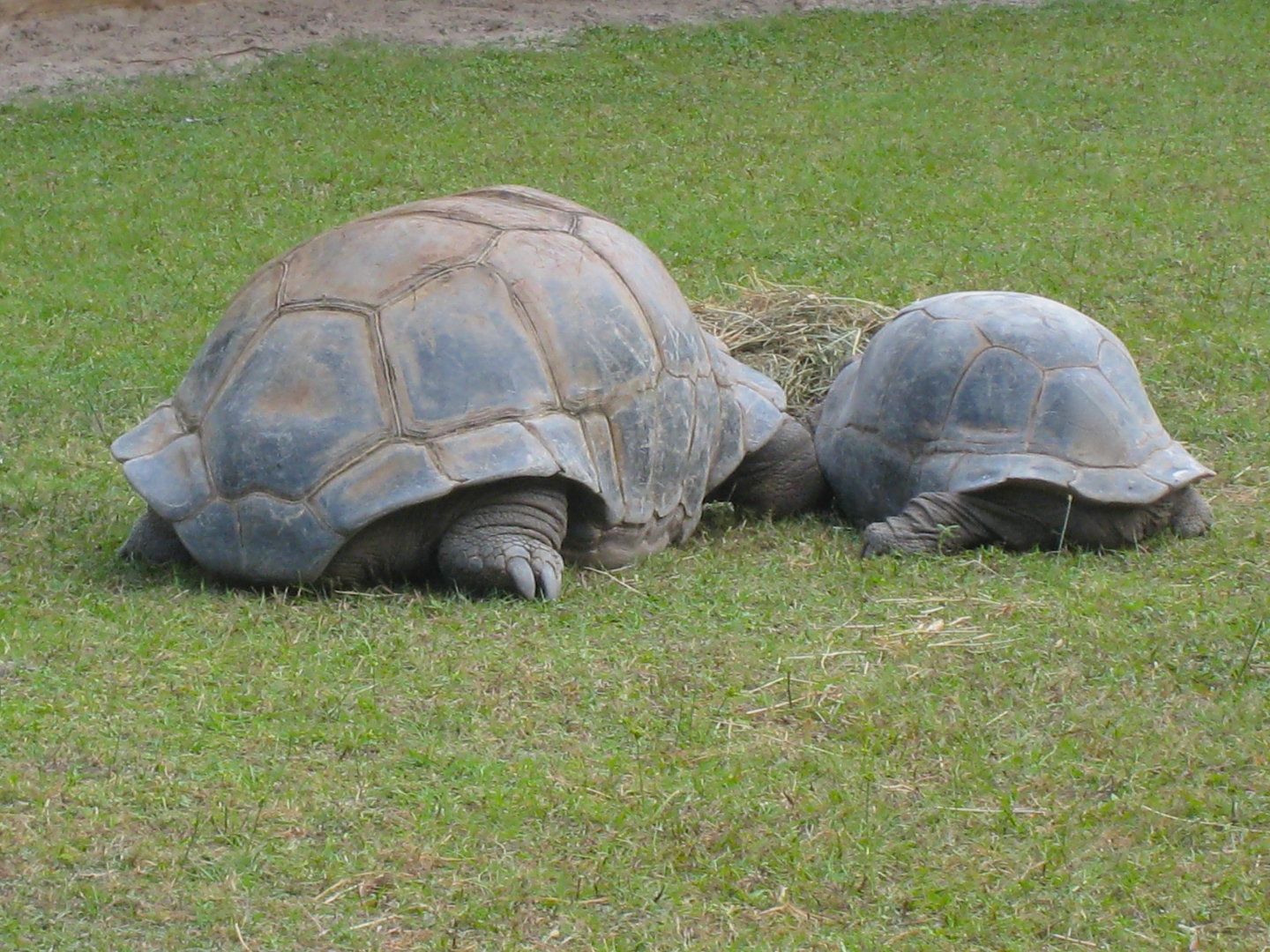 ALDABRA BREEDER