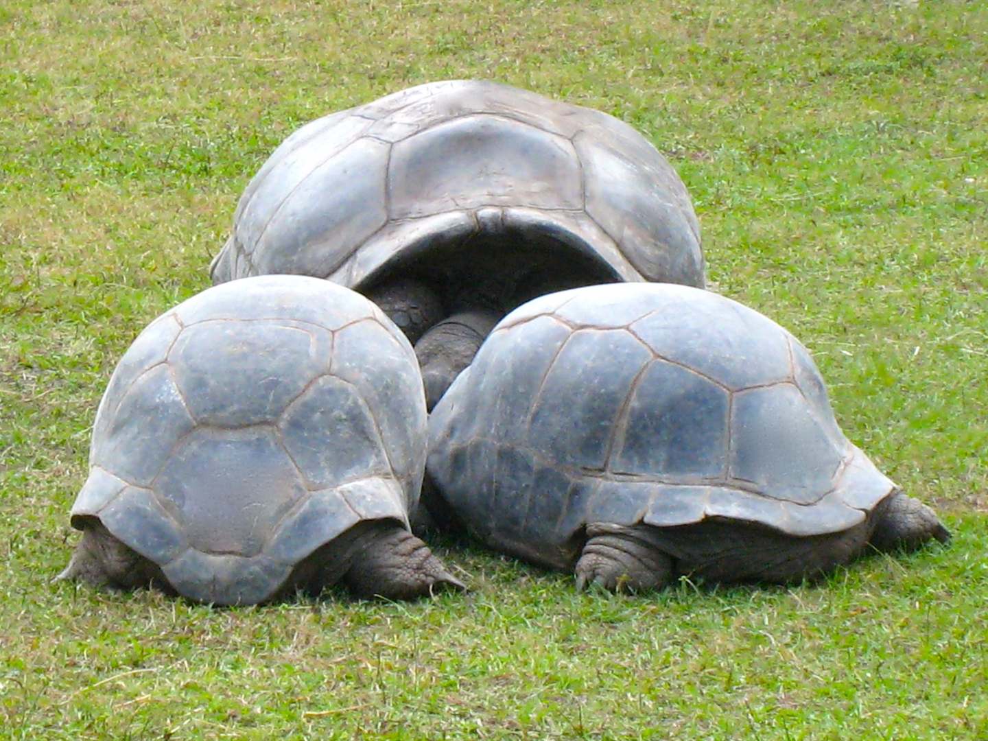 ALDABRA BREEDER