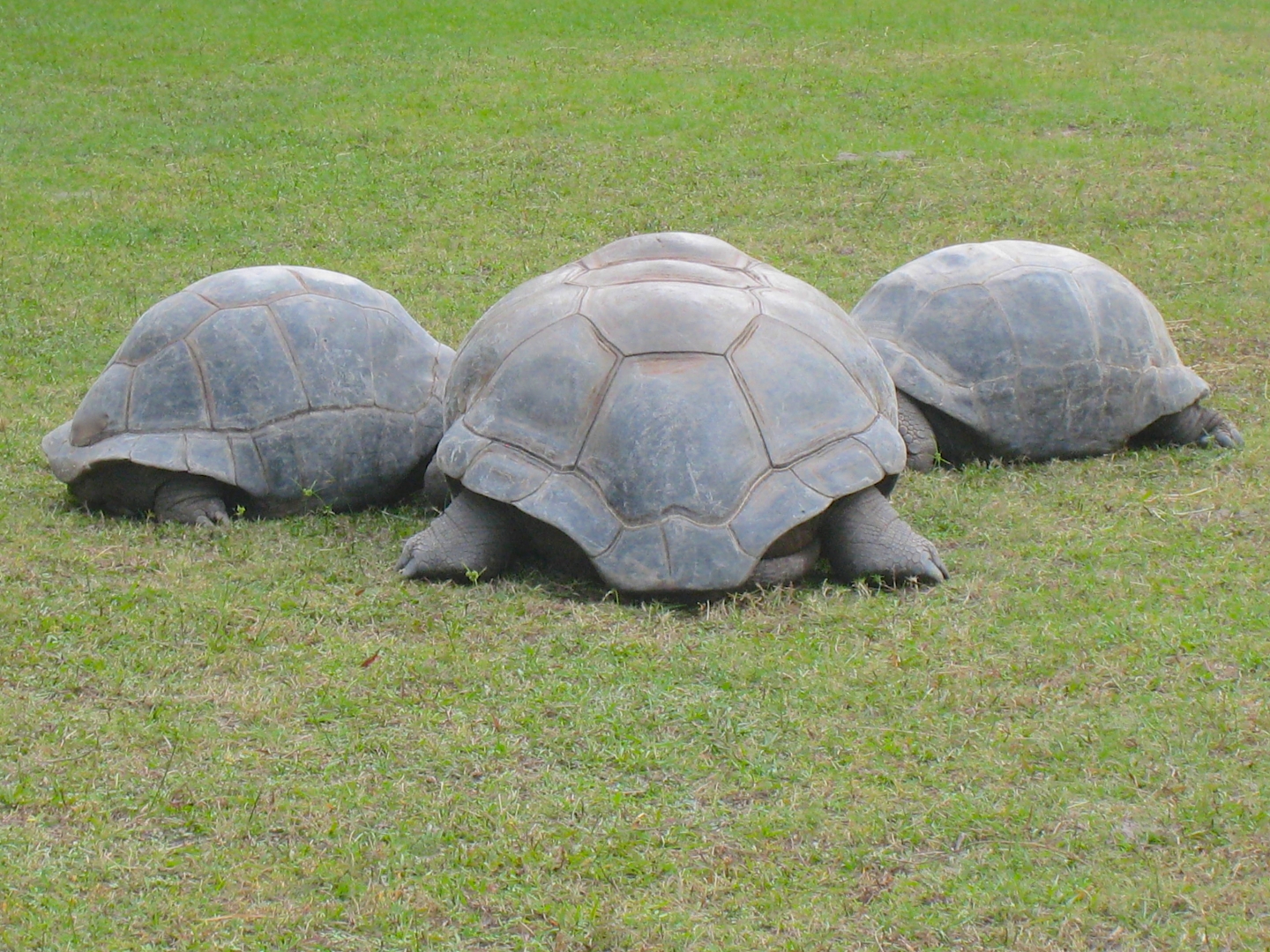 ALDABRA BREEDER