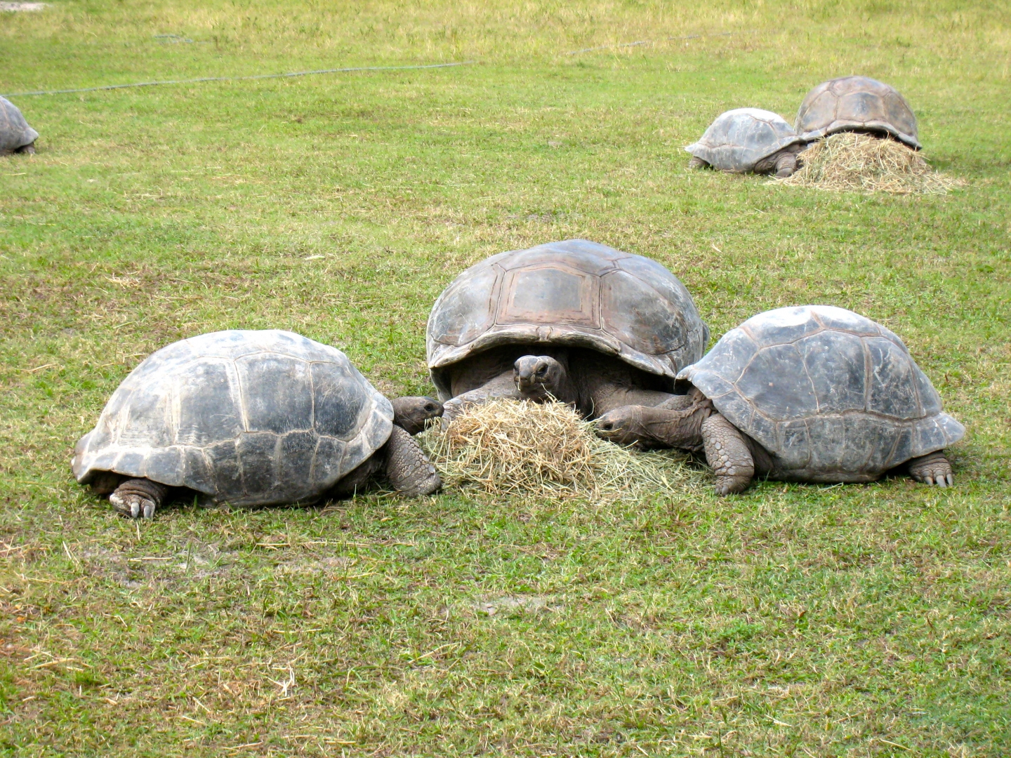 ALDABRA BREEDER