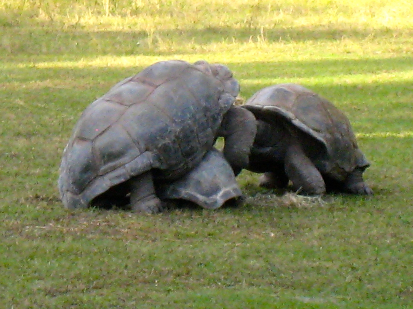 ALDABRA BREEDER