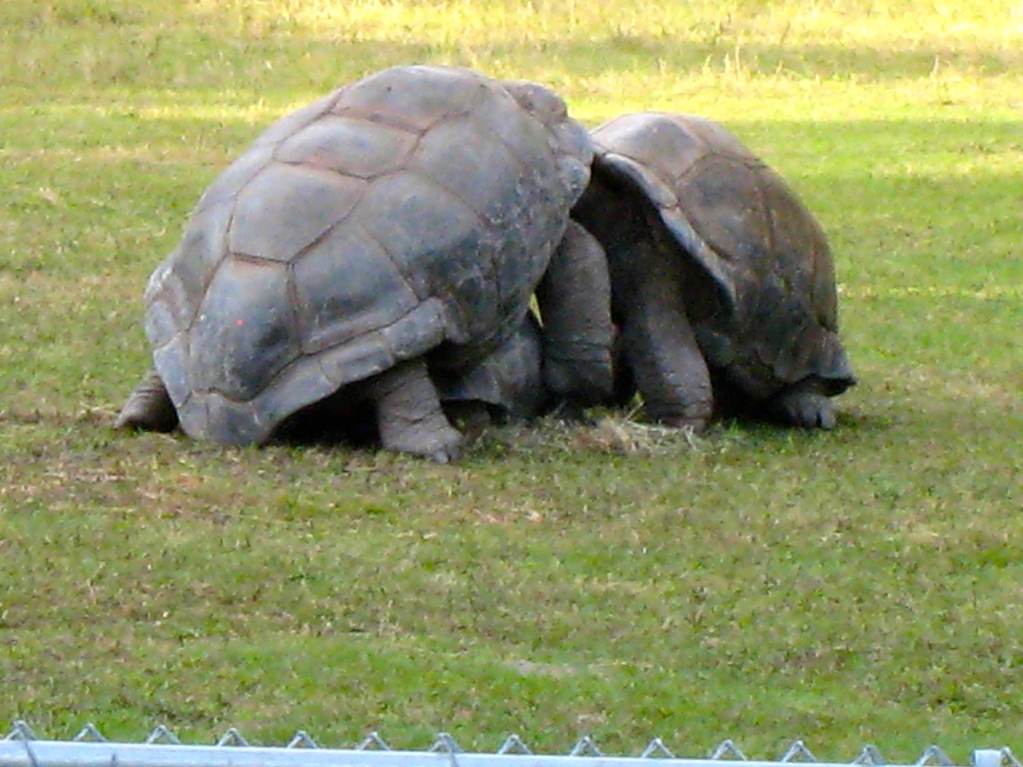 ALDABRA BREEDER