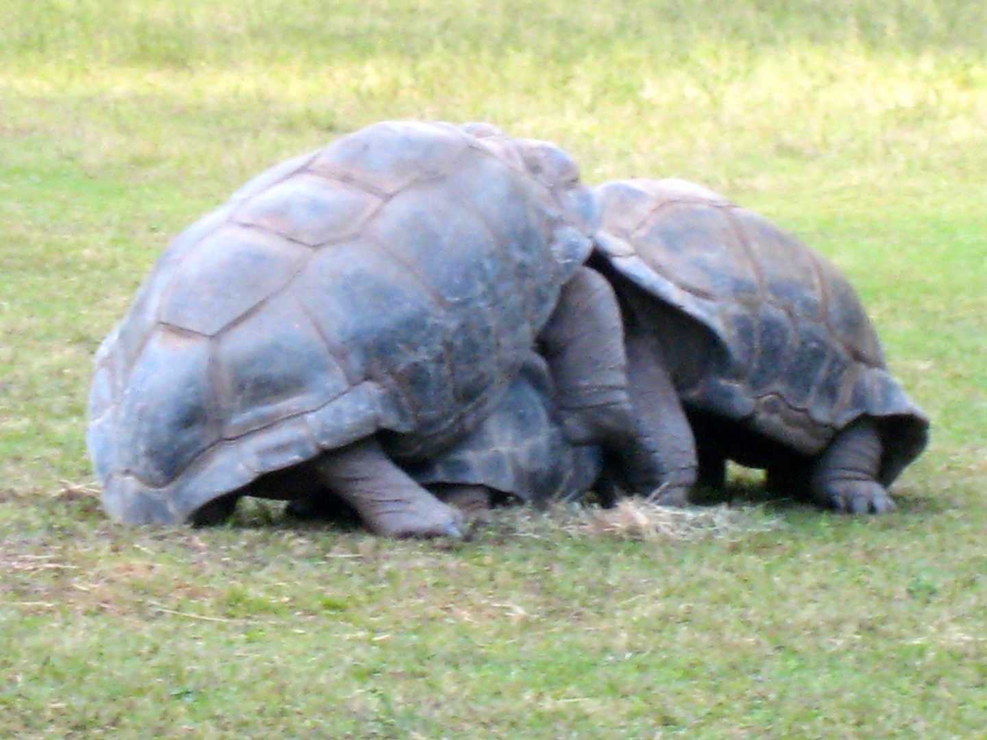 ALDABRA BREEDER