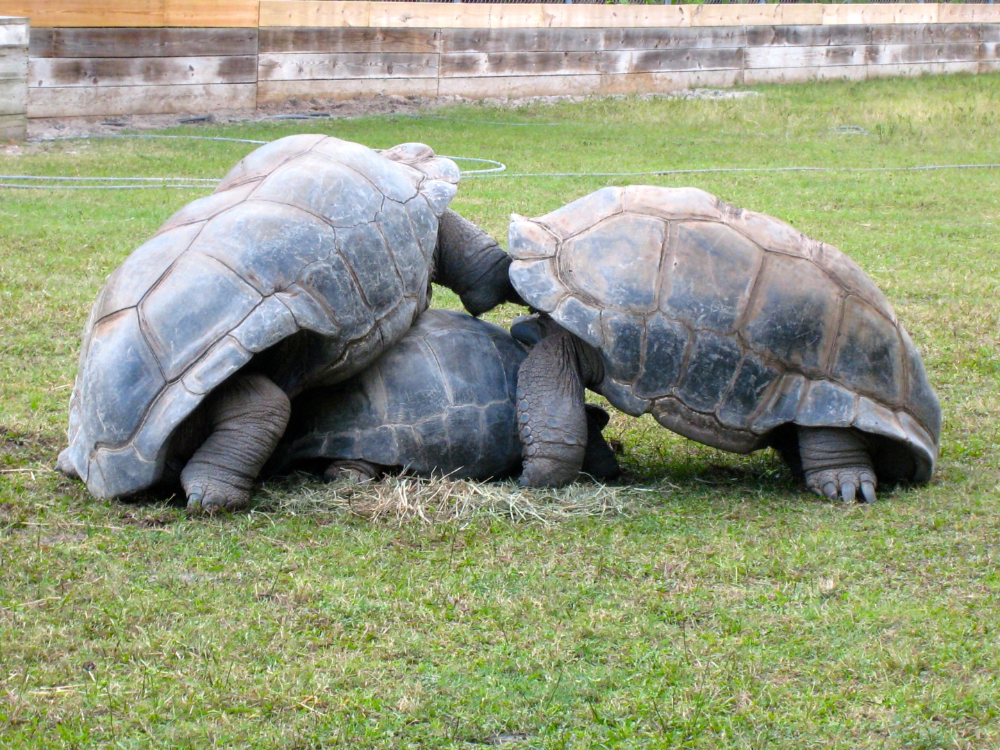 ALDABRA BREEDER