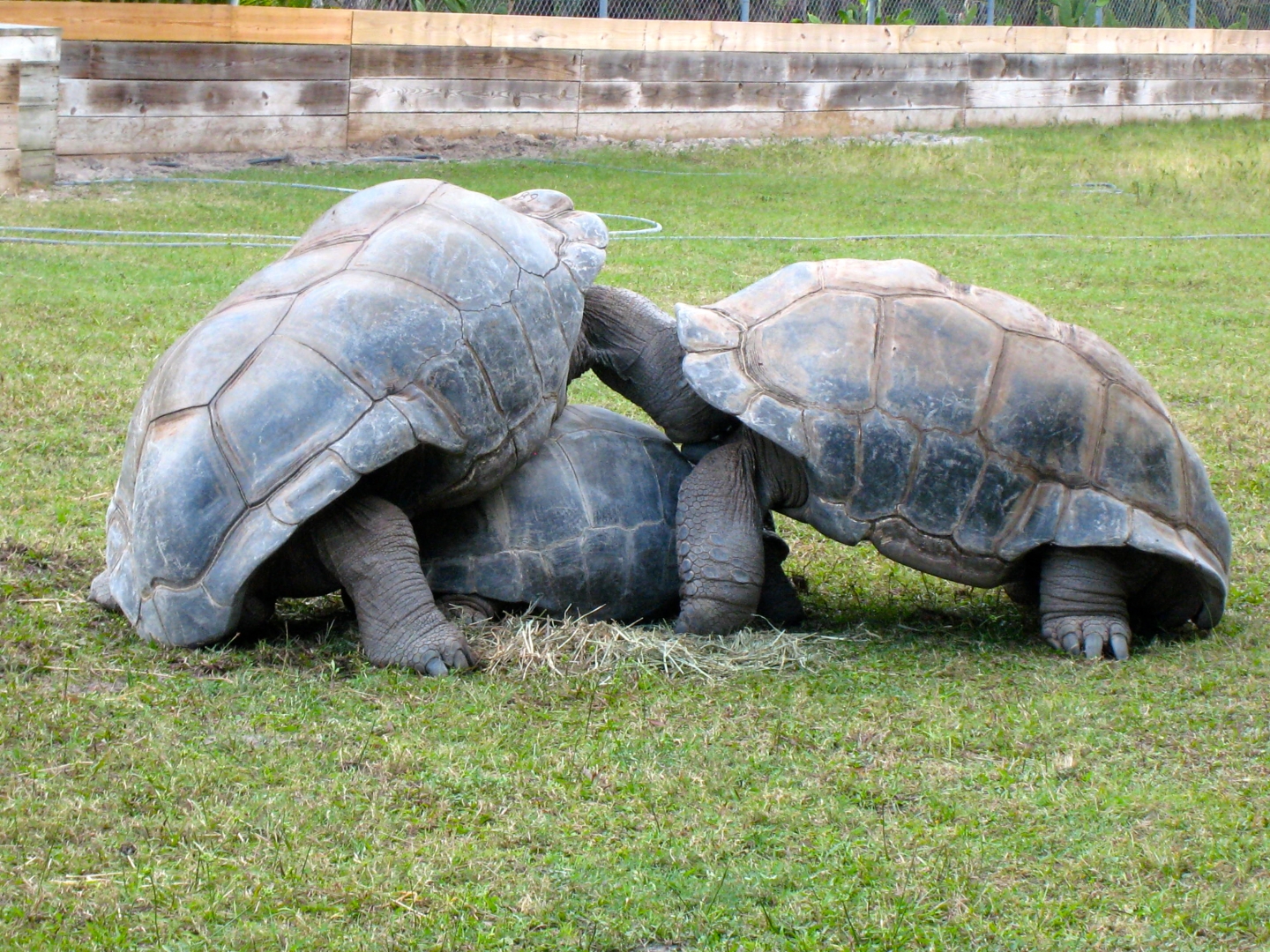 ALDABRA BREEDER