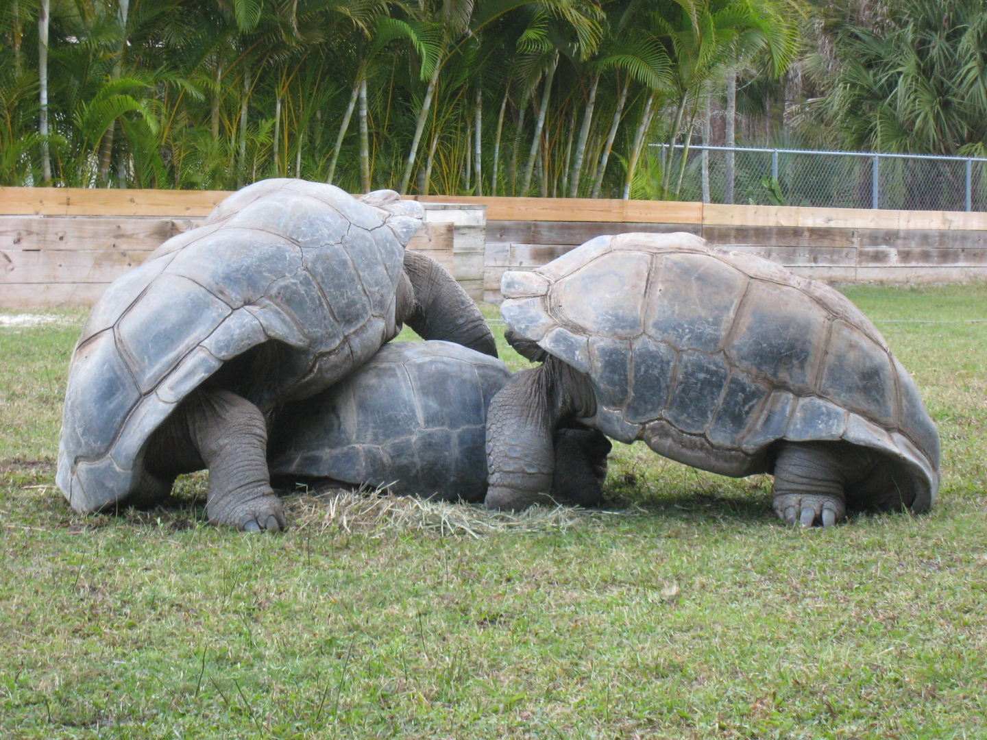 ALDABRA BREEDER