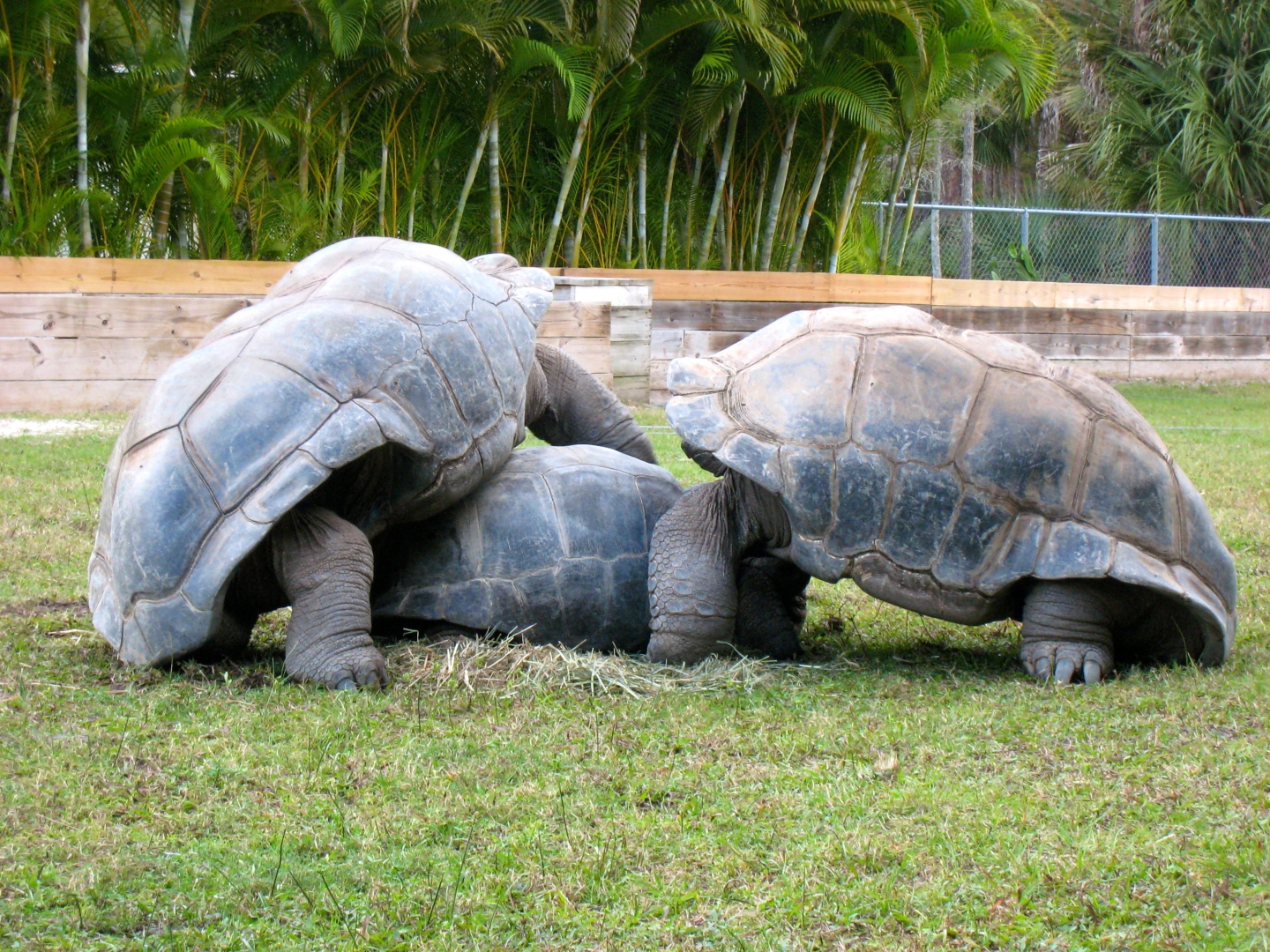 ALDABRA BREEDER