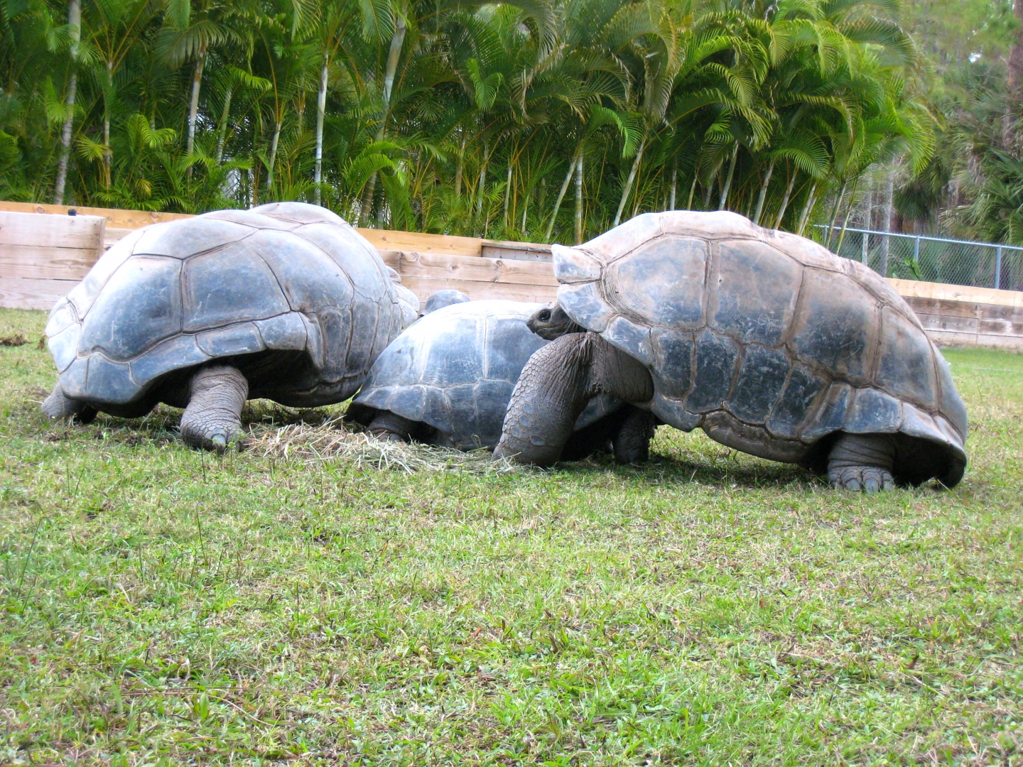 ALDABRA BREEDER