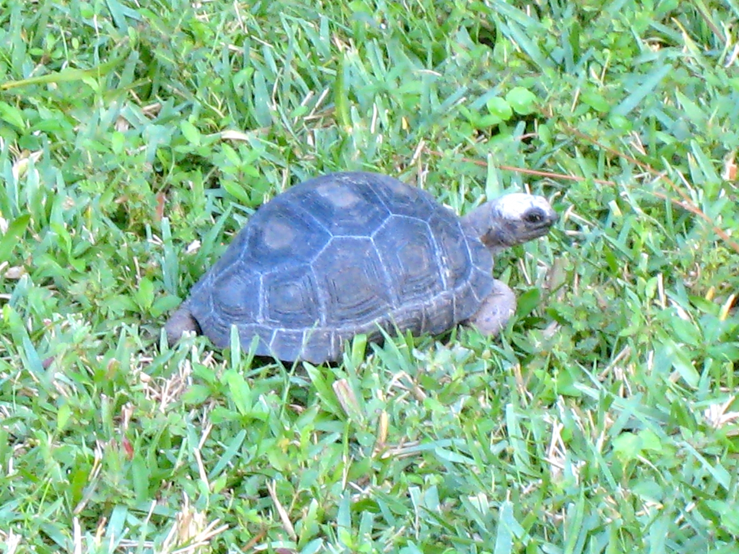 ALDABRA BREEDER