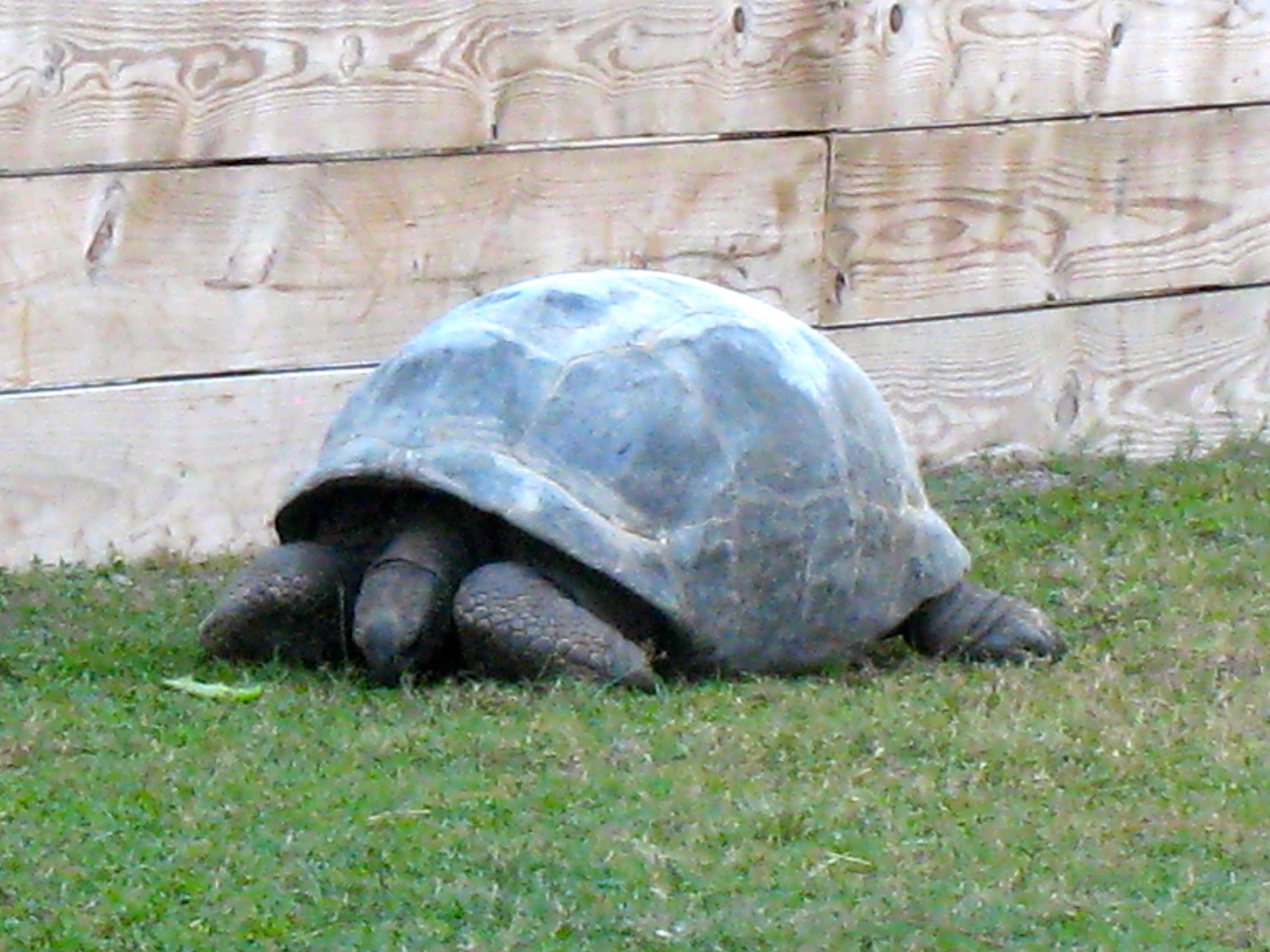 ALDABRA BREEDER