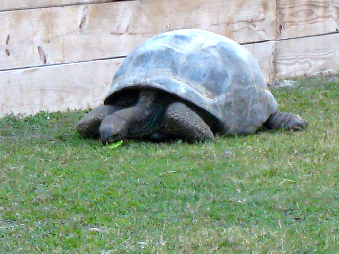 ALDABRA BREEDER