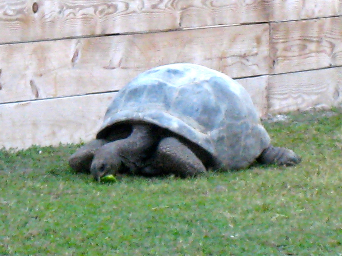 ALDABRA BREEDER