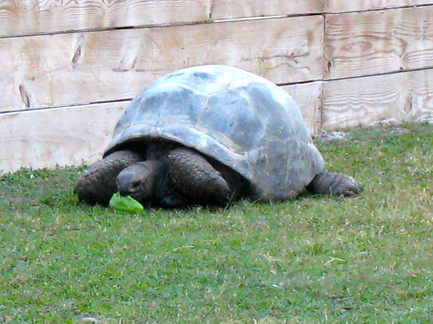 ALDABRA BREEDER