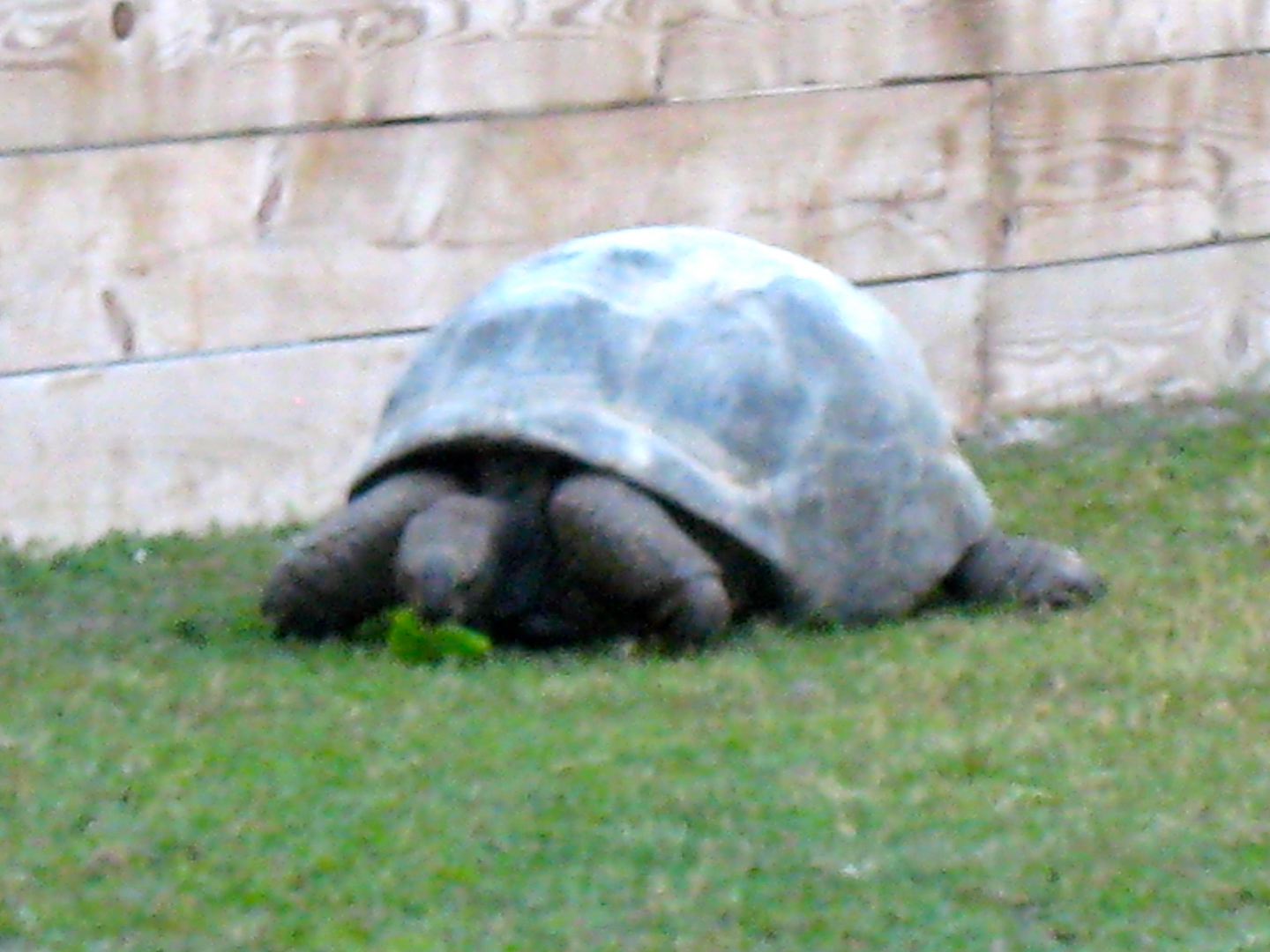ALDABRA BREEDER