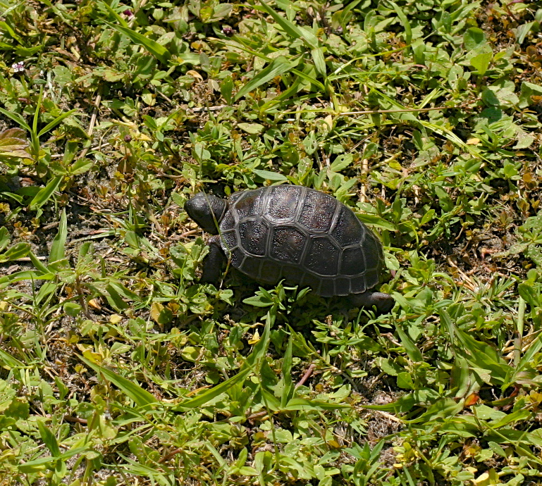 ALDABRA BREEDER