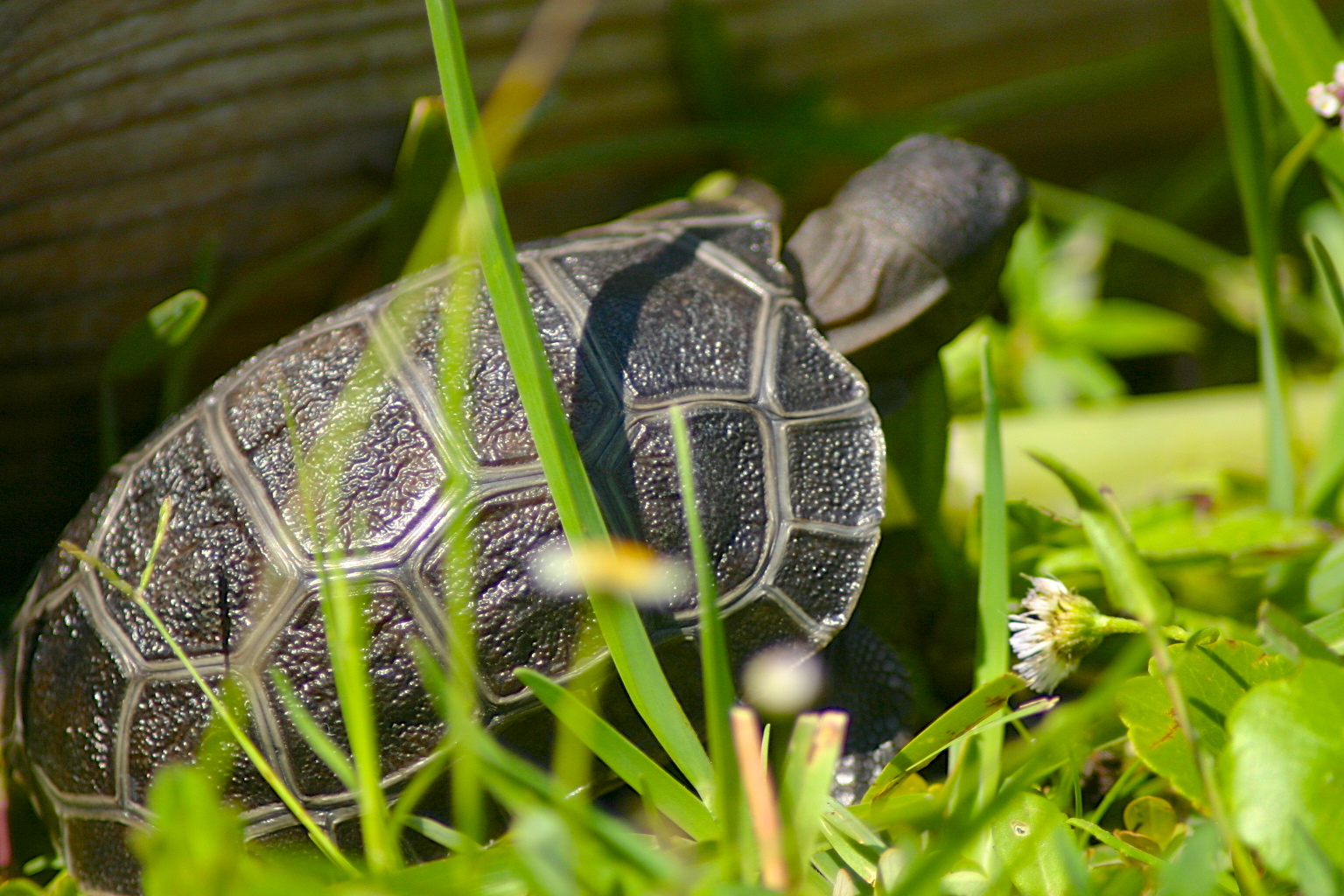 ALDABRA BREEDER