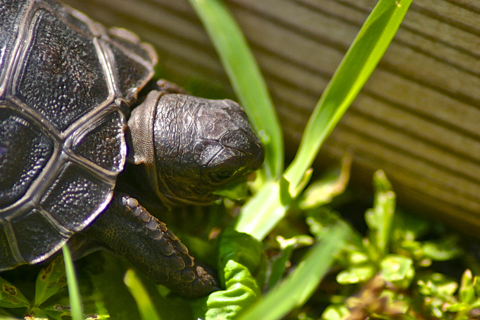 ALDABRA BREEDER