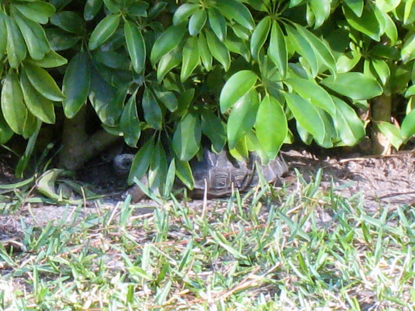 ALDABRA BREEDER