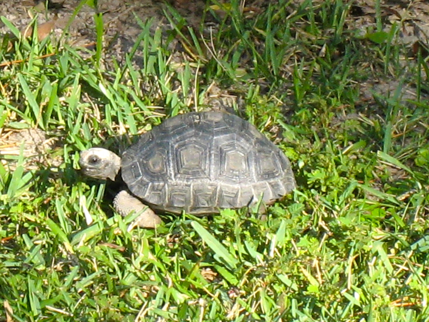 ALDABRA BREEDER