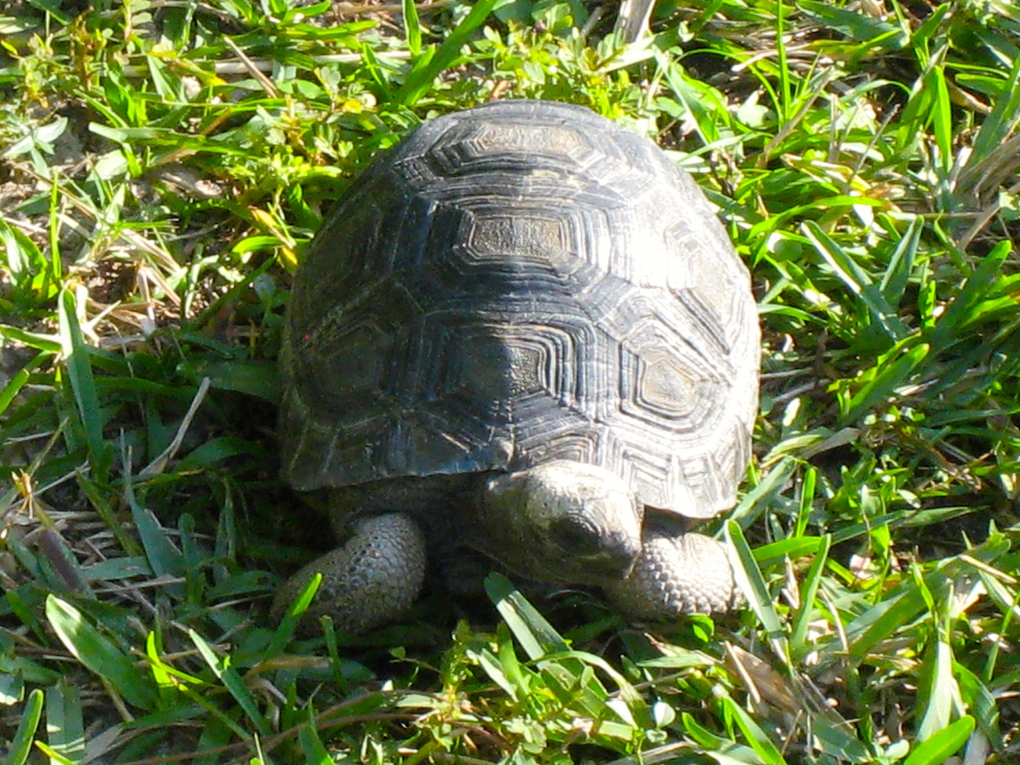 ALDABRA BREEDER